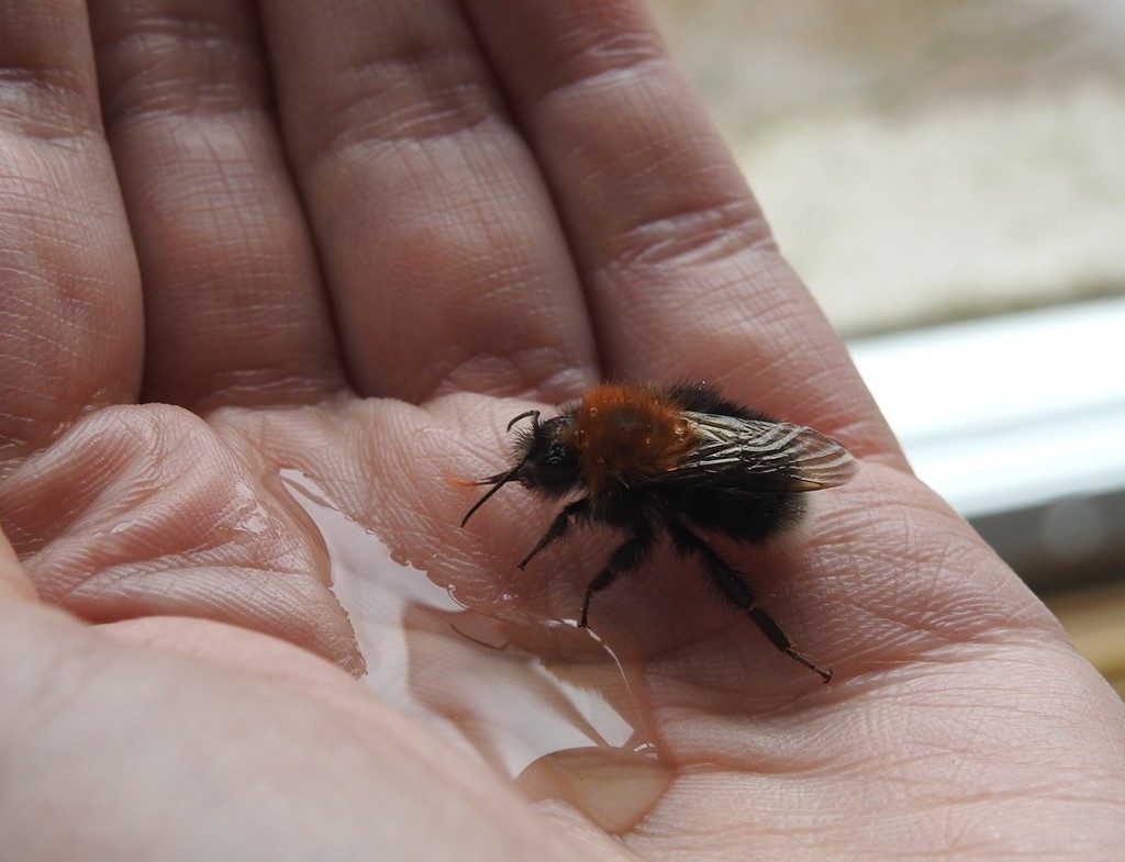30 Days Wild - Day 11 - Saving a Tree Bumblebee by roachling