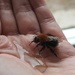 30 Days Wild - Day 11 - Saving a Tree Bumblebee by roachling