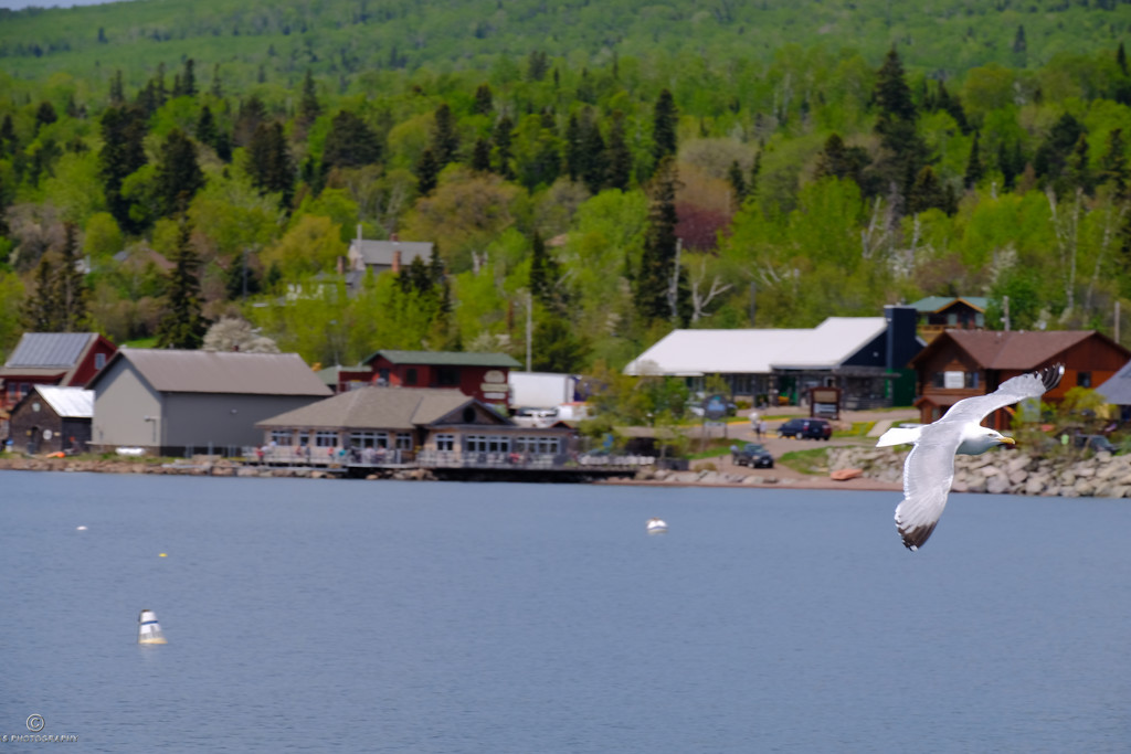 Seagull: Grand Marais by tosee