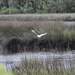 Marsh bird by kathyrose