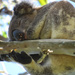 a delicate balance by koalagardens