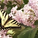 Swallowtail and Lilac by radiogirl