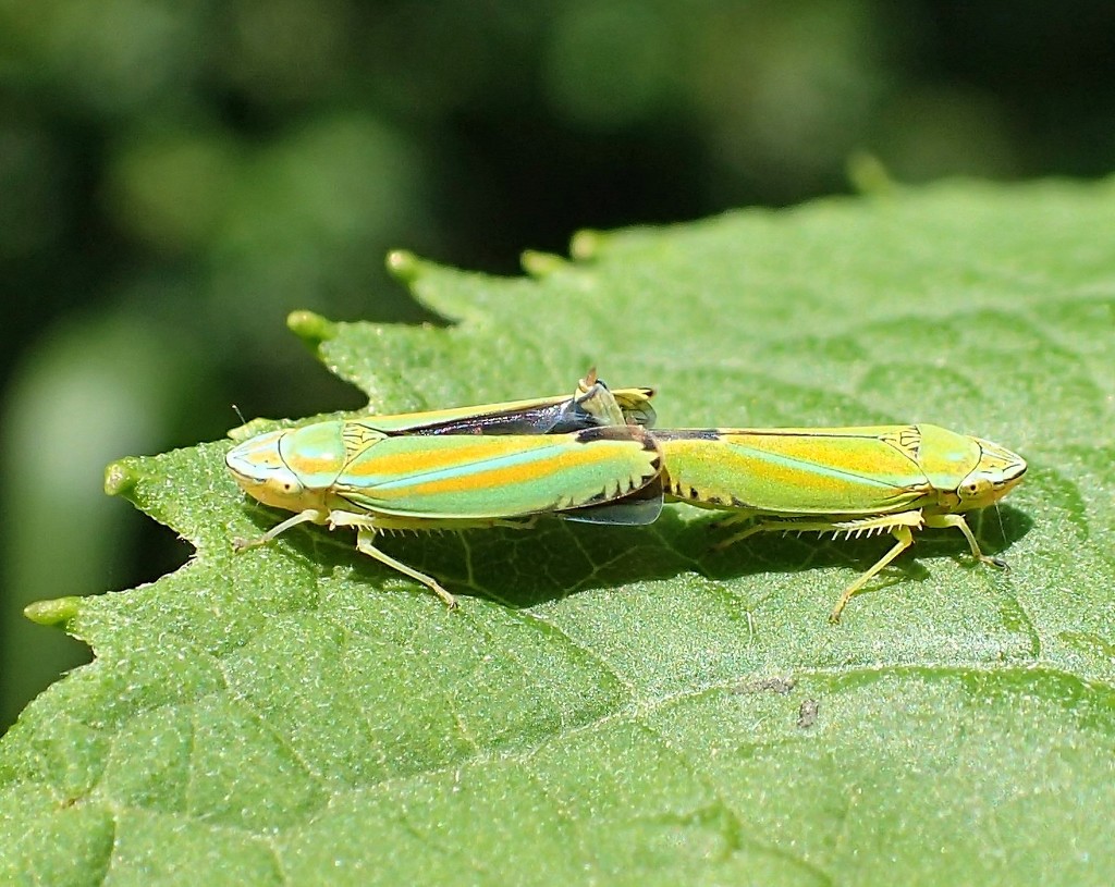 Leafhoppers by cjwhite