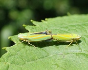 11th Jun 2017 - Leafhoppers