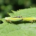 Leafhoppers by cjwhite
