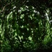 Under the tree - Fisheye effect by mcsiegle