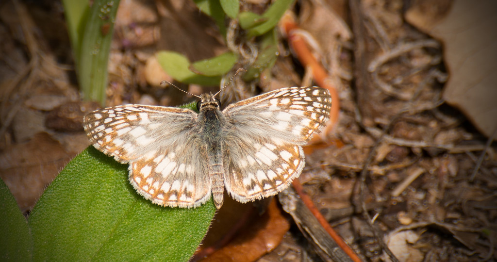 Tropical Checkered Skipper Butterfly! by rickster549