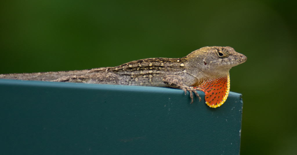 Tired Lizard, Just Letting it Hang Out! by rickster549