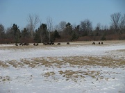 9th Feb 2010 - wild turkey's
