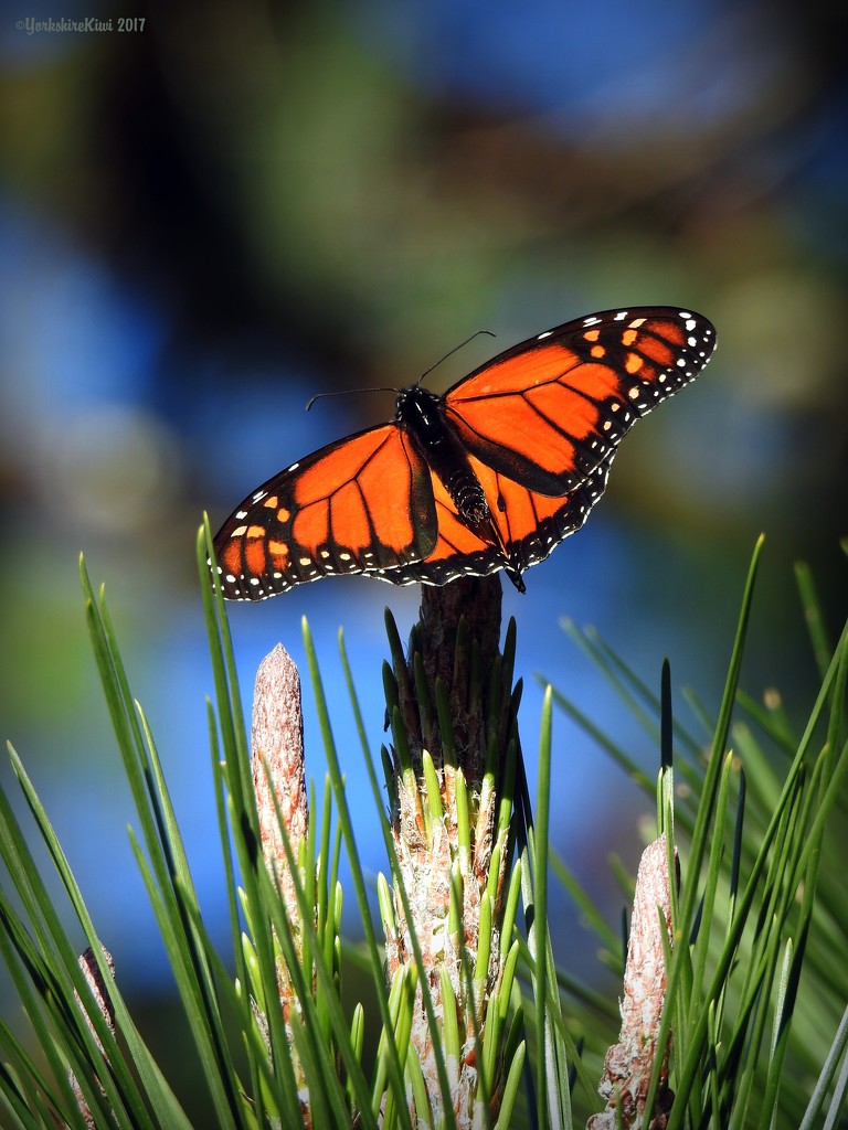 Monarch on Pine by yorkshirekiwi