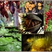 Colourful plant collections. by robz