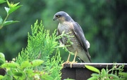 12th Jun 2017 - Garden Visitor - Sparrowhawk