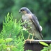 Garden Visitor - Sparrowhawk by phil_sandford