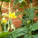 First tomato by richardcreese