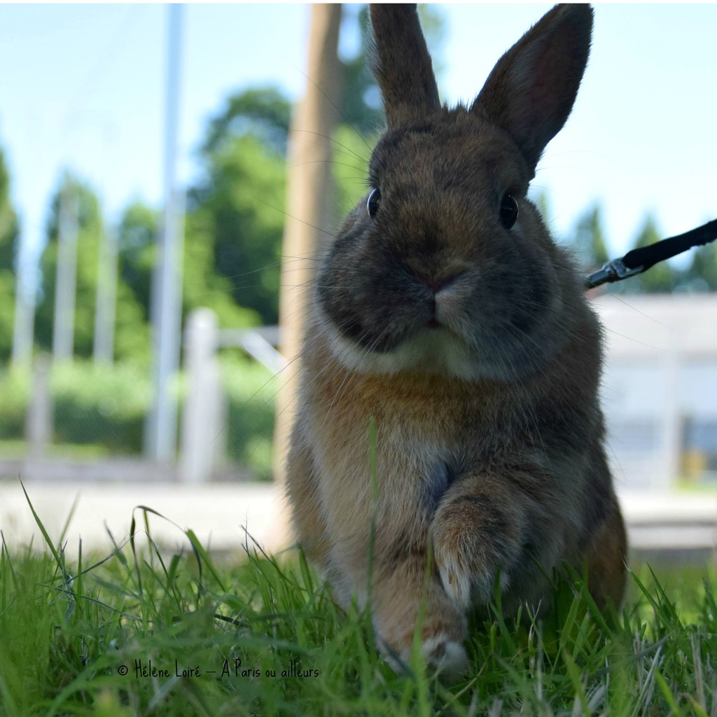 Moka the cutest little rabbit by parisouailleurs