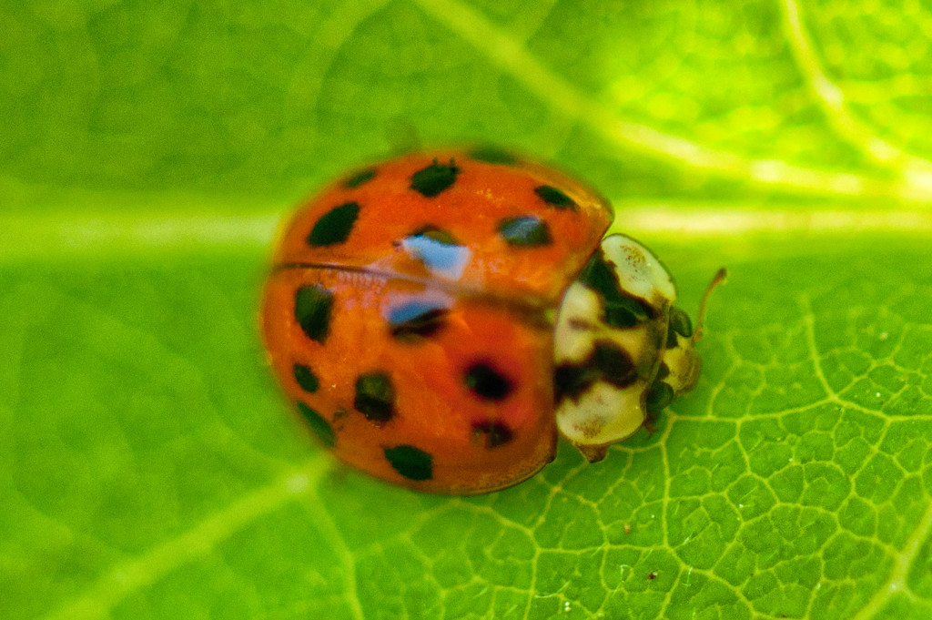 Lady Bug by dianen