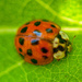 Lady Bug by dianen