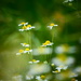 Dancing Daisies by carole_sandford