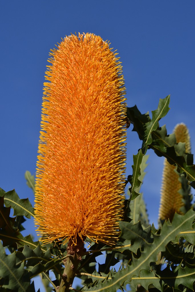 Banksia_DSC2426 by merrelyn