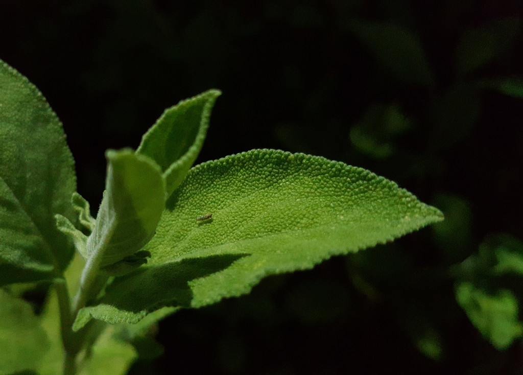 Sage leaf by m2016