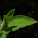 Sage leaf by m2016