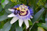 11th Jun 2017 - The laughing Purple Passion Flower and the bumble bee