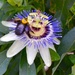 The laughing Purple Passion Flower and the bumble bee by louannwarren
