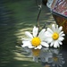 Daisies in shimmering water.... by ziggy77