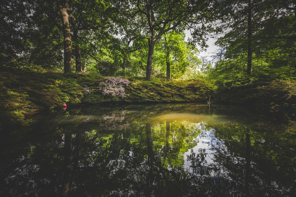 Day 143, Year 5 - The Isabella Plantation by stevecameras