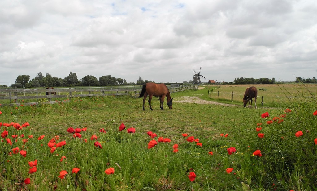 DSCN2653 horses in de meadow by marijbar