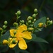 yellow flowers by ianmetcalfe