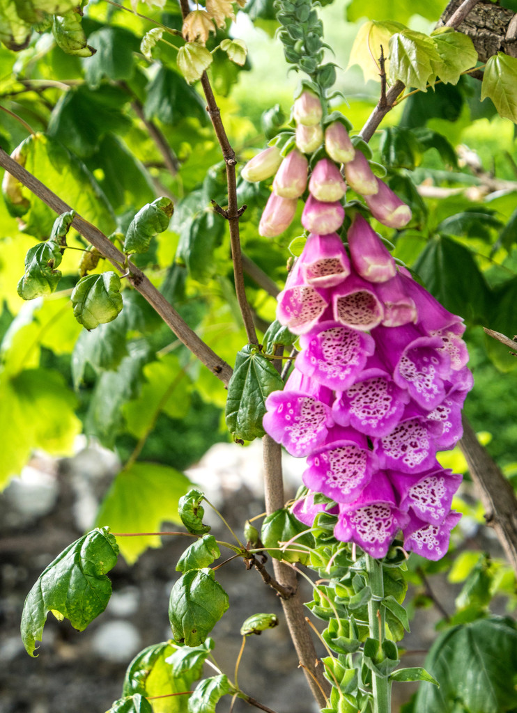 Foxglove by frequentframes