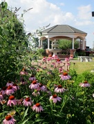 12th Jun 2017 - Butterfly garden at Meredith Plaza