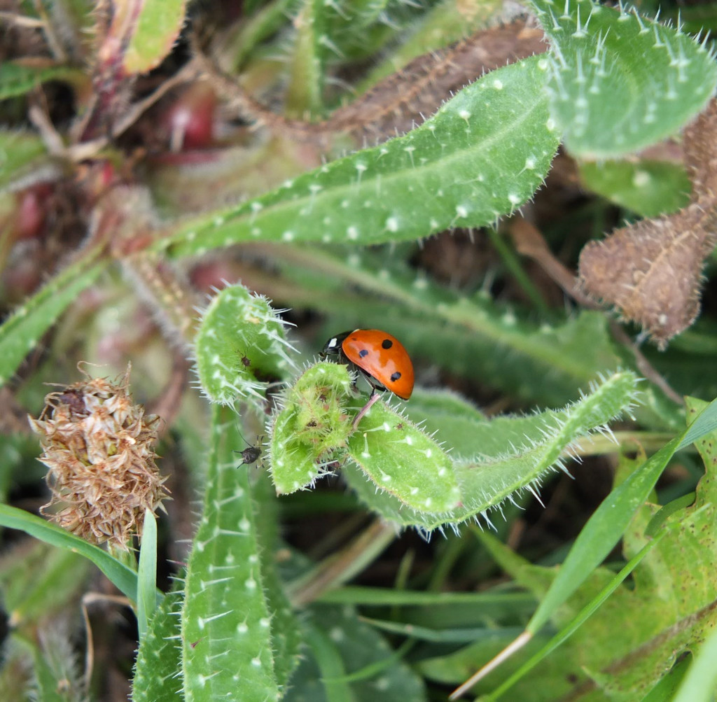 Ladybug by bigmxx