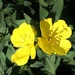 Yellow Evening Primrose by bjchipman