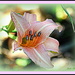 Pink Lily by vernabeth