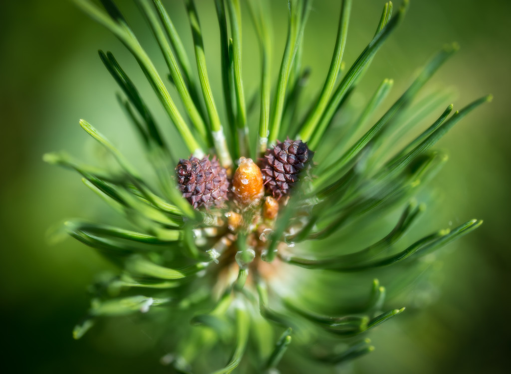 Baby Pinecones... by vignouse