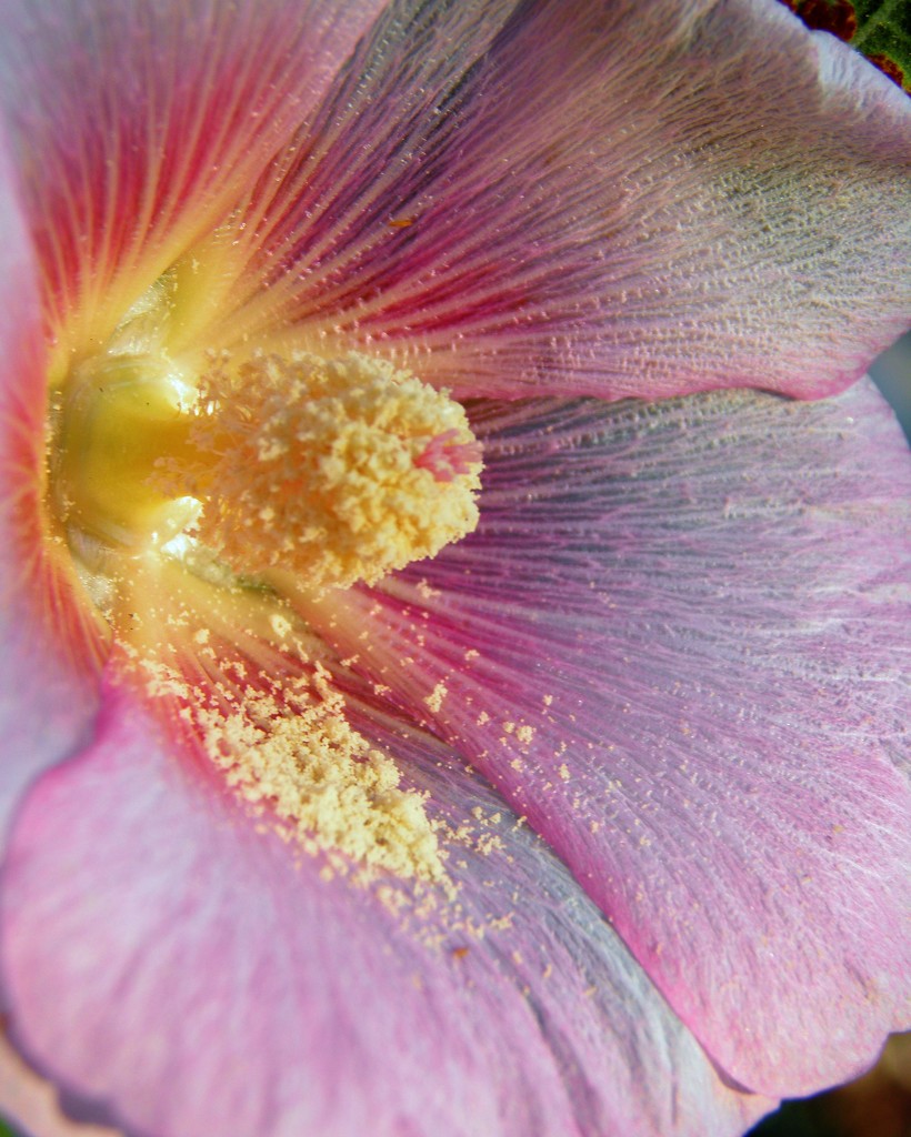 Hollyhock Blossom in the Sun by daisymiller