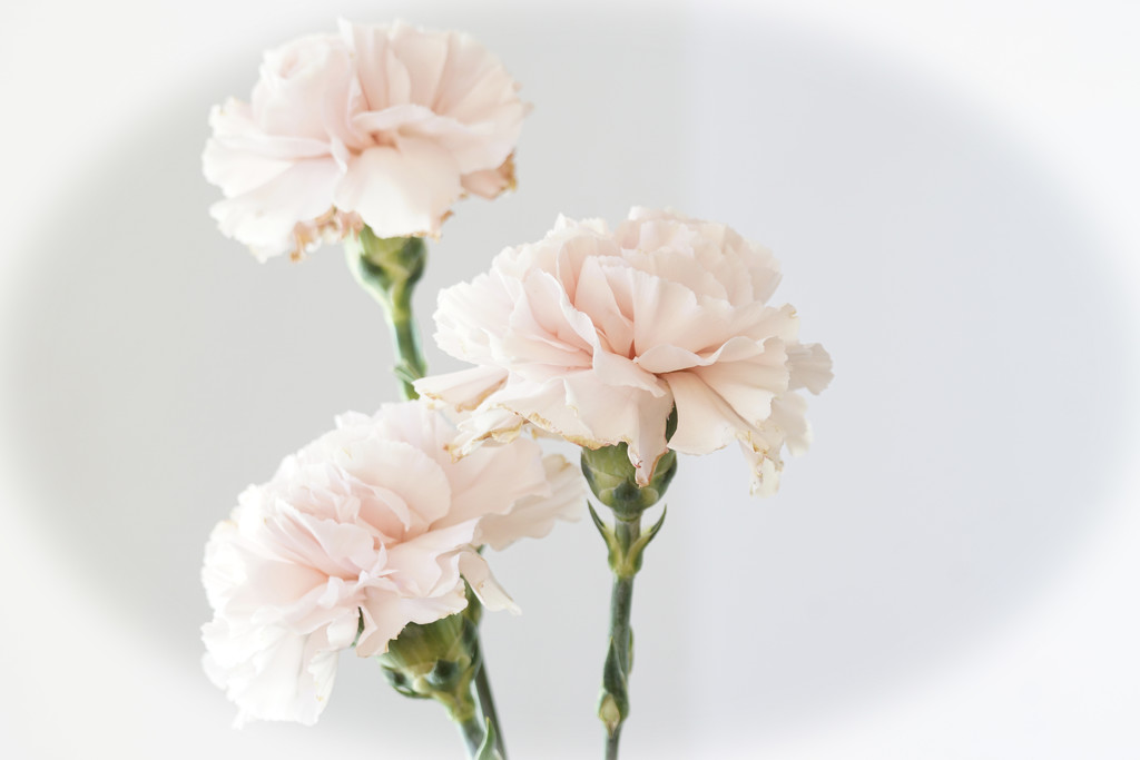 carnations 12june by amyk