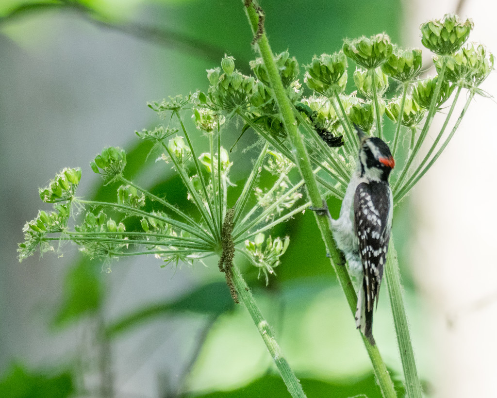 Woodpecker under Lace by rminer