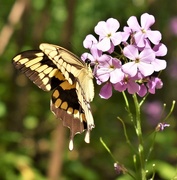 8th Jun 2017 - Swallowtail butterfly & flowers