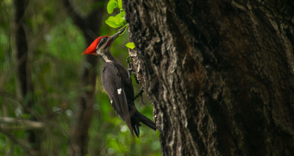 Pileated Woodpecker! by rickster549