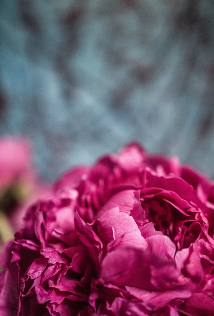 Peonies by cristinaledesma33