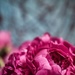 Peonies by cristinaledesma33