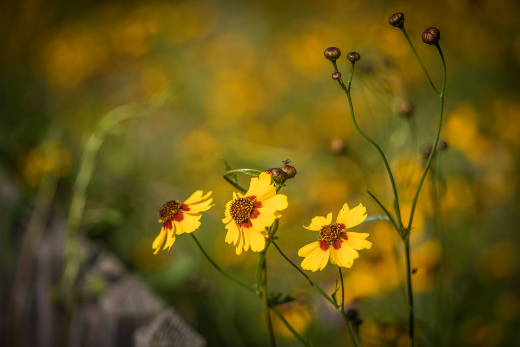 Wildflowers by jbritt