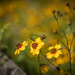 Wildflowers by jbritt