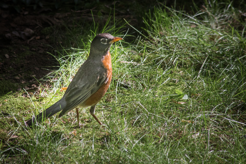 Backyard Robin by jbritt