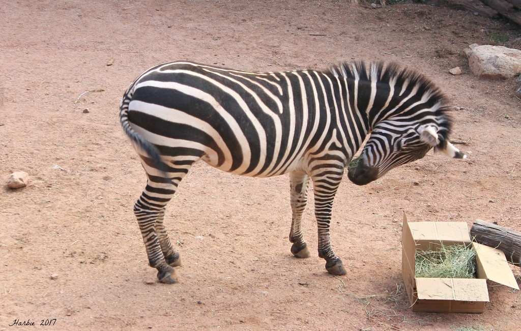 Black with White Stripes...Or? by harbie