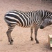 Black with White Stripes...Or? by harbie