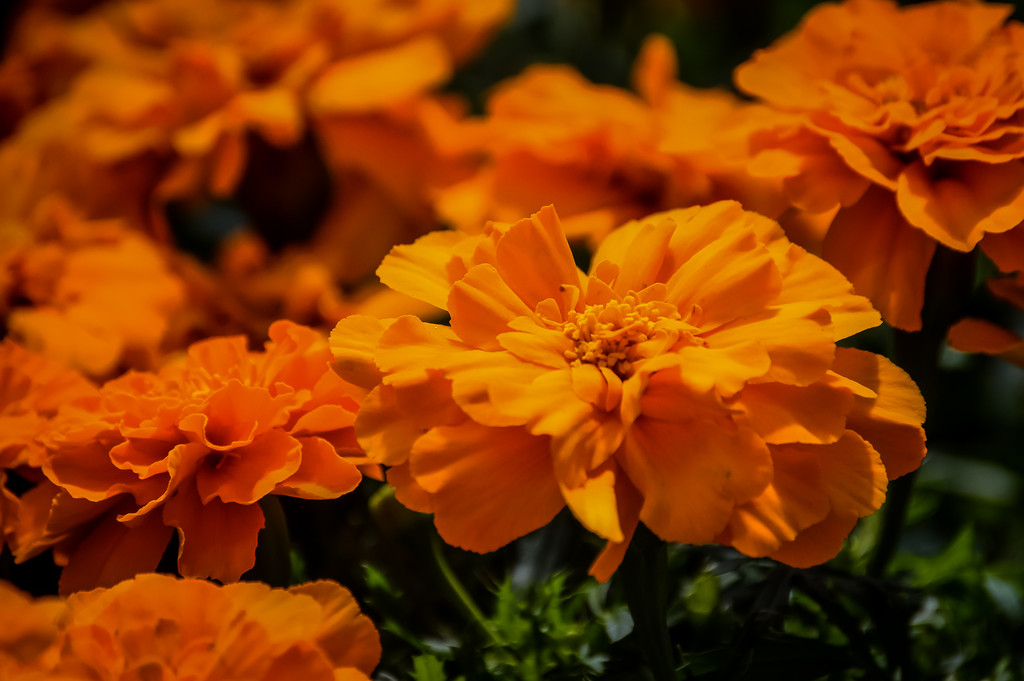 Mama's Marigolds by 365karly1